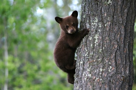 Bear, urso.