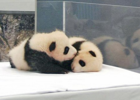 Pequenos Pandas.