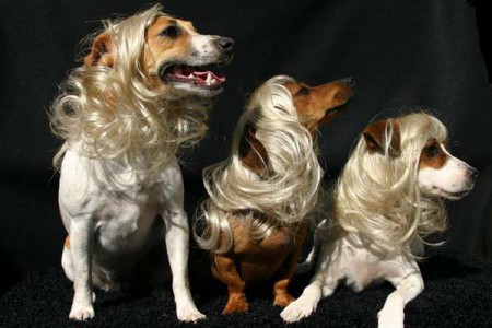 até os cachorros não dispensam