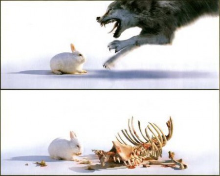 bad rabbit