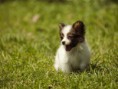 /album/a-natureza-e-bizarra-/animais-fofinhos-3-01-jpg/