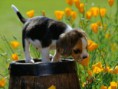 /album/a-natureza-e-bizarra-/animais-fofinhos-3-12-jpg/