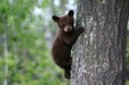 /album/a-natureza-e-bizarra-/a800px-bear-cub-jpg/