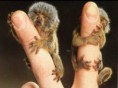 /album/a-natureza-e-bizarra-/filhotes-bizarros-2-jpg/