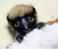 /album/a-natureza-e-bizarra-/l%c3%aamure-jpg/