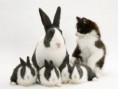 /album/escondido-/twin-animal-01-jpg/