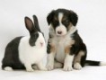 /album/escondido-/twin-animal-02-jpg/