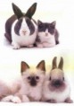 /album/escondido-/twin-animal-03-jpg/