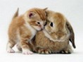 /album/escondido-/twin-animal-04-jpg/