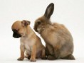 /album/escondido-/twin-animal-08-jpg/