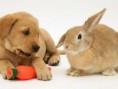 /album/escondido-/twin-animal-11-jpg/
