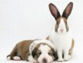 /album/escondido-/twin-animal-07-jpg/