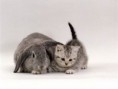 /album/escondido-/twin-animal-16-jpg/