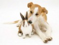 /album/escondido-/twin-animal-15-jpg/