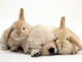 /album/escondido-/twin-animal-12-jpg/