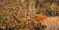 /album/escondidos-/camuflagem-animais-01-jpg/