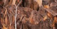 /album/escondidos-/camuflagem-animais-04-jpg/