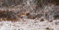 /album/escondidos-/camuflagem-animais-06-jpg/