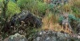 /album/escondidos-/camuflagem-animais-09-jpg/