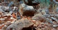 /album/escondidos-/camuflagem-animais-10-jpg/