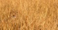 /album/escondidos-/camuflagem-animais-14-jpg/